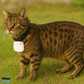 Pfoten-Schatz Tracker – GPS-Tracker für Hunde & Katzen kompatibel mit Apple “Wo ist?”